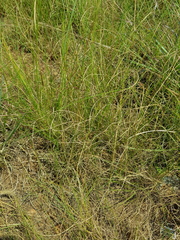 Aristida diffusa burkei