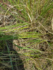 Aristida diffusa burkei