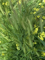 Hordeum vulgare