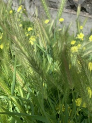 Hordeum vulgare