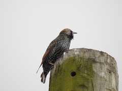 Sturnus vulgaris
