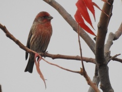 Haemorhous mexicanus