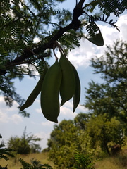 Vachellia robusta robusta