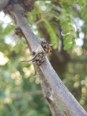 Vachellia robusta robusta