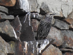 Sturnus vulgaris