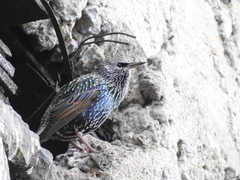 Sturnus vulgaris