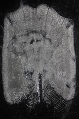 Catostomus commersonii