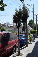 Cupressus sempervirens