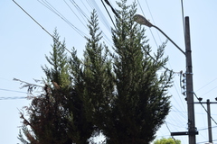 Cupressus sempervirens