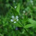 Three-nerved Sandwort - Photo (c) --Tico--, some rights reserved (CC BY-NC-ND)