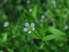 Three-nerved Sandwort - Photo (c) --Tico--, some rights reserved (CC BY-NC-ND)