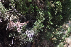 Cupressus sempervirens