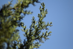 Cupressus sempervirens