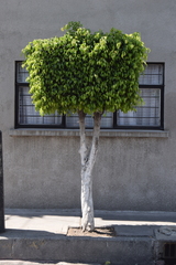 Ficus benjamina