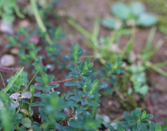 Hypericum humifusum