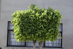 Ficus benjamina