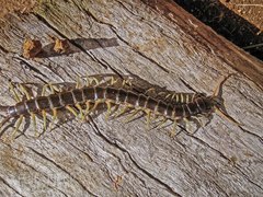 Ethmostigmus rubripes