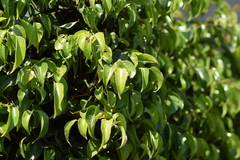Ficus benjamina