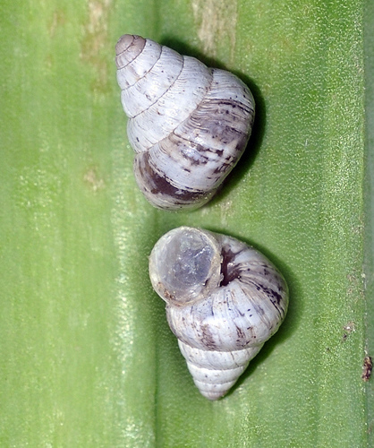 Representative image of Cochlicella conoidea