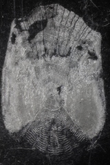 Catostomus commersonii