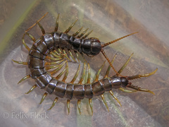 Ethmostigmus rubripes