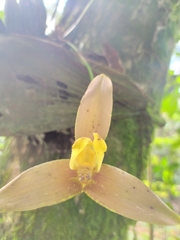 Maxillariinae