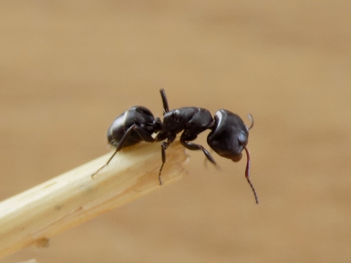 Camponotus werthi skaifeiCamponotus werthi skaifei