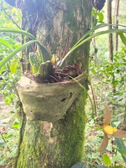 Maxillariinae