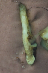 Catostomus commersonii