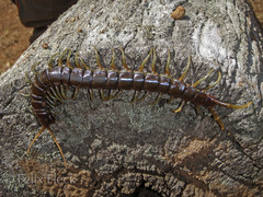 Ethmostigmus rubripes