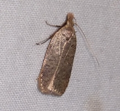 Dichomeris ventrellus