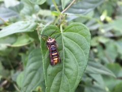 Pennisetia pectinata