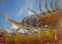 Ethmostigmus rubripes