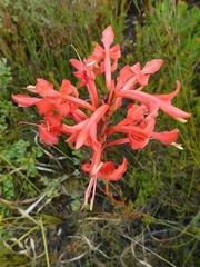 Tritoniopsis triticea