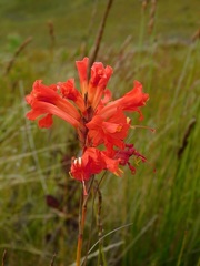 Tritoniopsis triticea