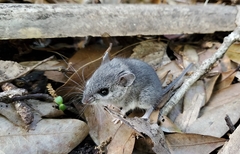 Peromyscus gossypinus