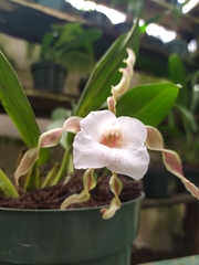 Trichopilia tortilis