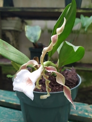 Trichopilia tortilis