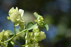 Bougainvillea