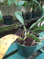 Trichopilia tortilis