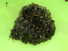 Grimmia pulvinata