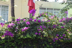 Bougainvillea