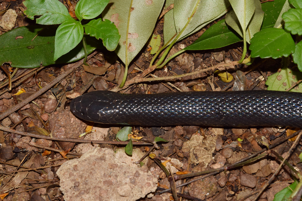 KwaZulu-Natal Black Snake