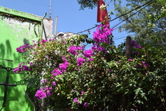Bougainvillea