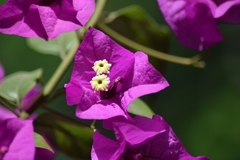 Bougainvillea