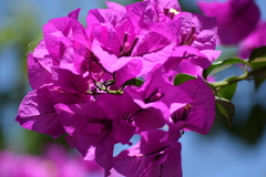 Bougainvillea
