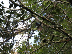 Cyanocorax melanocyaneus