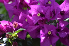 Bougainvillea