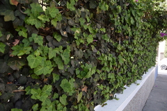 Hedera helix