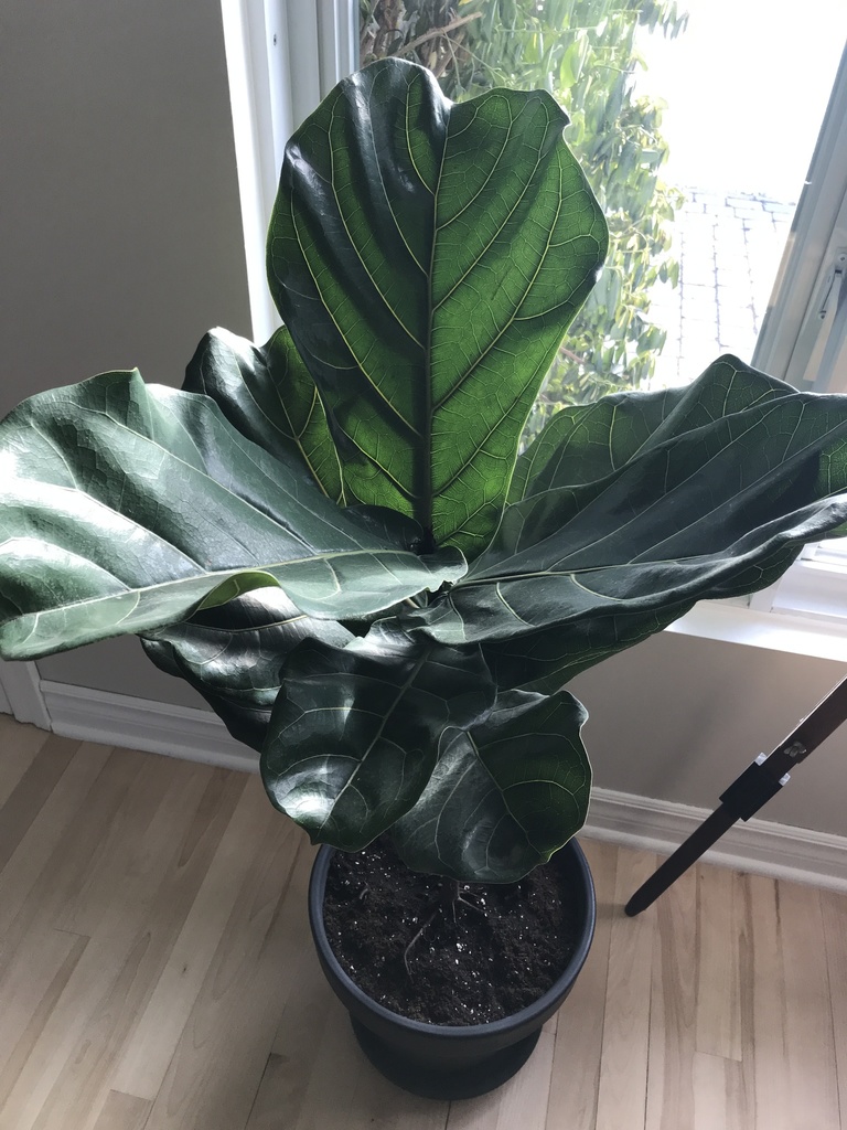 Fiddle leaf fig tree growing